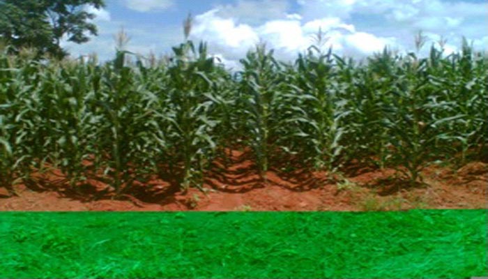 Agricultural property
